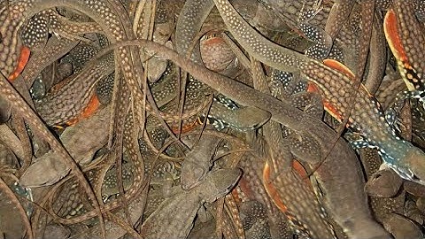 Đây Là Cách Bẫy Dông Cát (Kỳ Nhông) Dính Nhiều Và Dễ Nhất | Thợ Rừng Vlogs