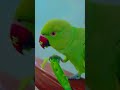 mithu bhukh lagi thi #parrot #talkingparot #greenparrot #talkingparrot #mitthu #birds