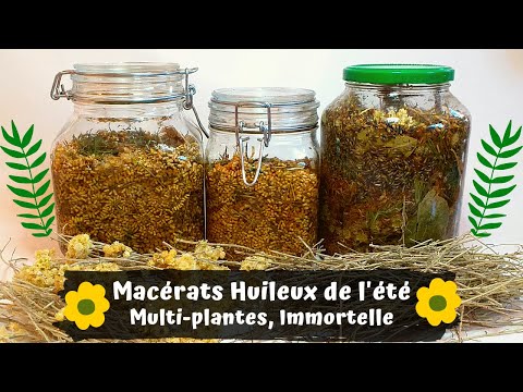 Vidéo: Immortelle - L'utilisation De L'herbe Immortelle Sablonneuse Et Des Recettes Pour Son Utilisation