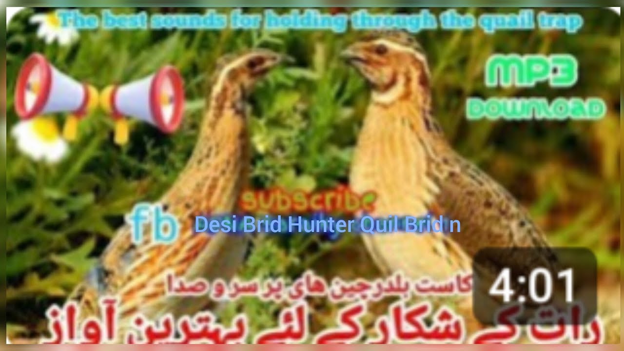 new spaicial Quail bird awaz  Rain hunting  Rat ki zabardast awaz Quails sound 