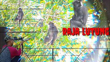 sadiss‼️kera liar yang merugikan terpaksa di tembak mati#Berburu kera#huntingmonkey