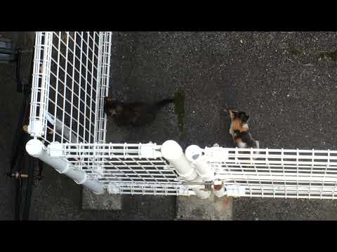 近所の野良ちゃん一家3