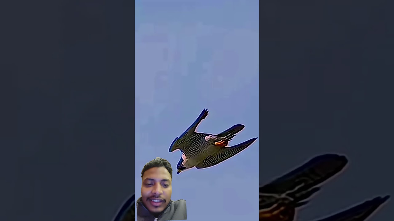 Peregrine Falcon Attack on Pelican🤯🔥