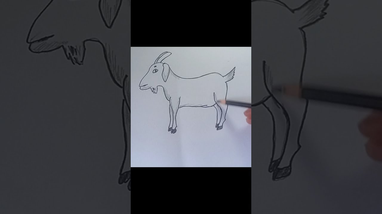 Goat simple drawing using Pencil | How to draw Goat using Pencil step by step |