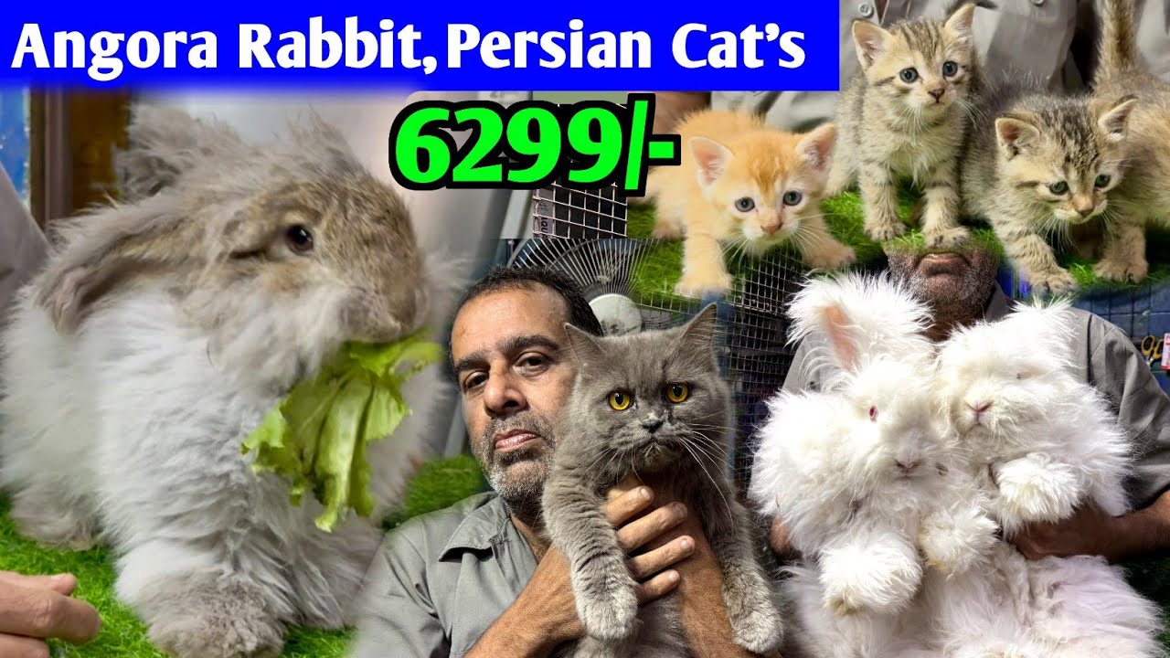 Angora Rabbit & Persian Cat Price in Kolkata. Cat Market in Kolkata. Kolkata Cat Market.