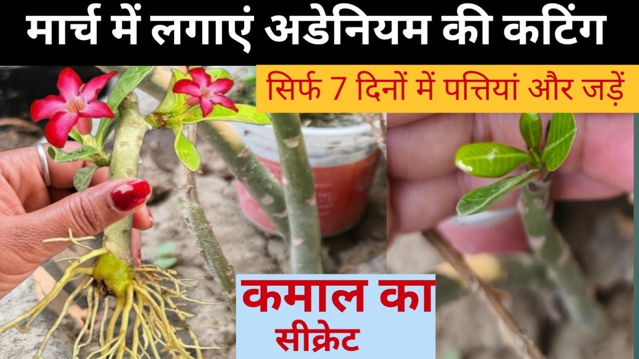 मार्च में अडेनियम की कटिंग लगाने का सही तरीका,सिर्फ 7 दिनों पत्तियां और जड़ें,adenium cutting secret