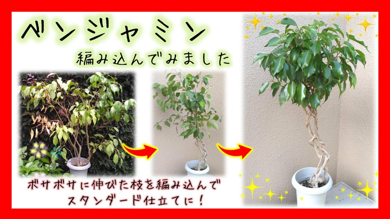 ベンジャミン】編み込んでみました - YouTube