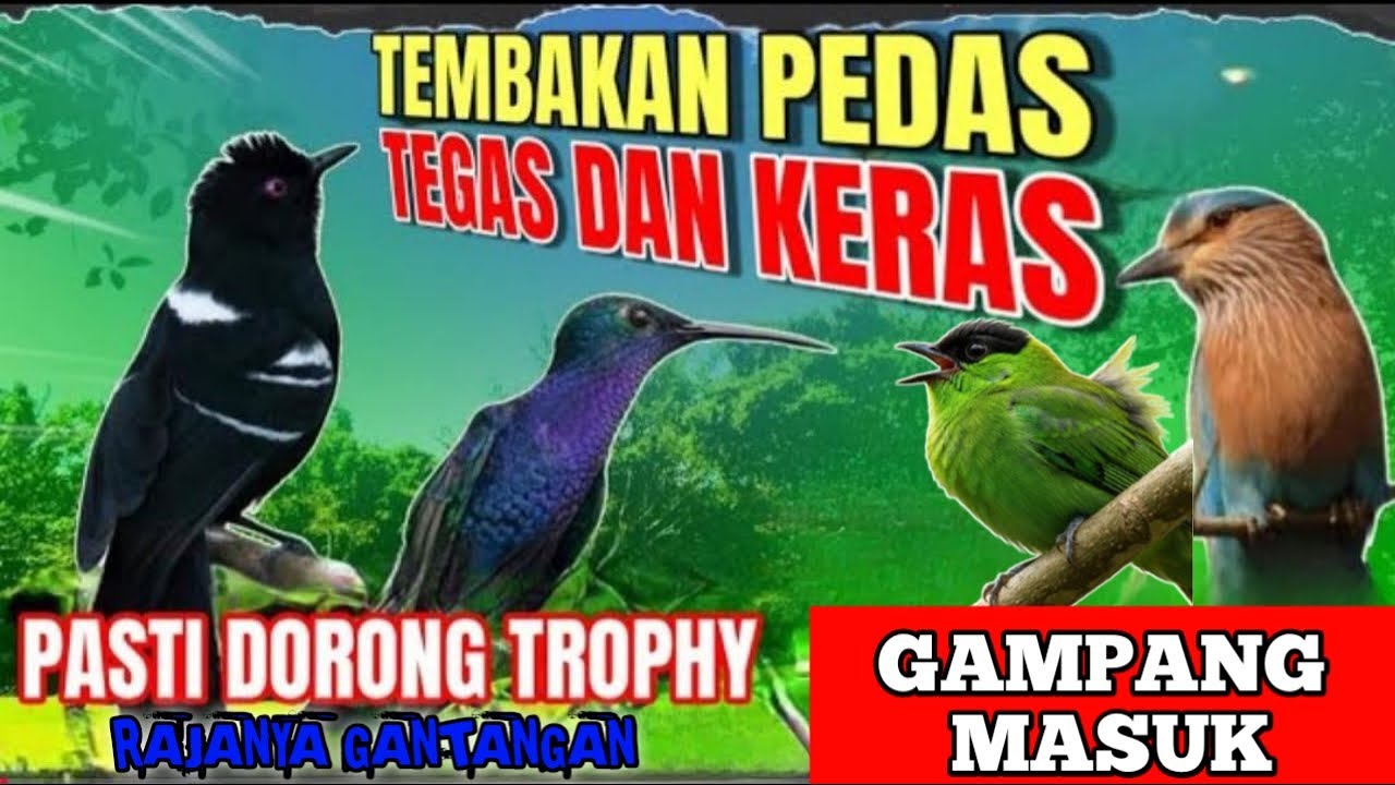 Masteran Gacor Alami – Cocok untuk Harian & Lomba terbaru 2026