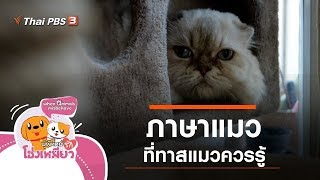 ภาษาแมว ที่ทาสแมวควรรู้ : ผู้พิทักษ์รักโฮ่งเหมียว (17 ม.ค. 63)