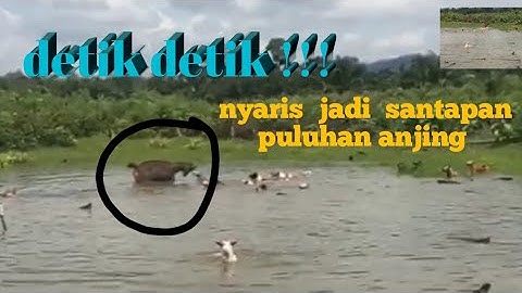 detik detik keluar nya rusa !!!lolos dari anjing pemburu