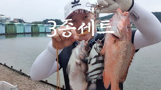 대부도 바다낚시터,홍돔,돌돔,참돔3종세트,거리와수심,