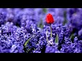 Beautiful lavender flowers (HD1080p)