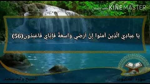 القارئ وليد سعيد