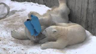 遊び疲れてまどろむ親子~Break time,Polar Bear
