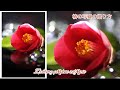 椿✨写真の撮り方✨how to take a picture ✨camellia✨ jak zrobić zdjęcie