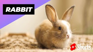 Rabbit  One Alternative Animal To Have As A Pet #shorts