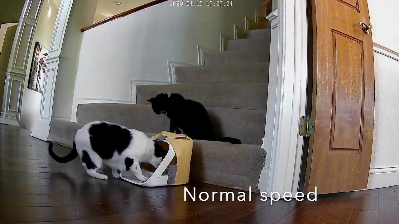 Surefeed Microchip Pet Feeder Review YouTube