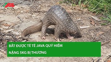 Bắt được tê tê Java quý hiếm nặng 5kg bị thương