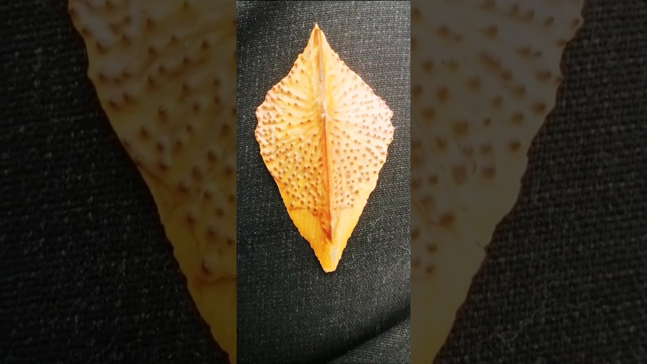 "فسیل ناشناخته 🤑 ردپای موجودی فراموش‌شده  "Unknown fossil, traces of a forgotten creature"