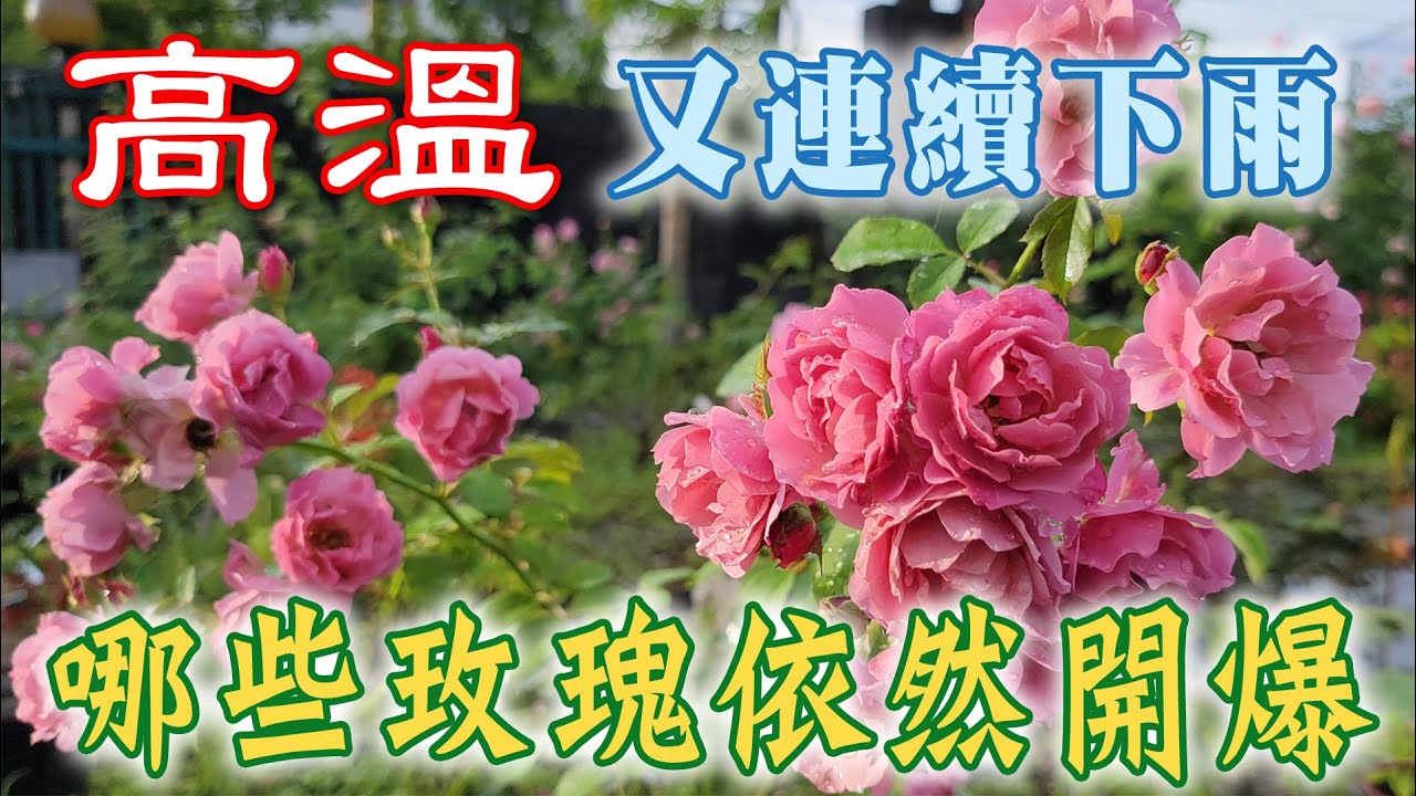 高溫、多雨，花園哪些玫瑰月季依然開爆【心情筆記】#河本麻記子#法式布盒#カルトナージ#Cartonnage#大衛奧斯汀#伊迪斯#Edith#葵#Aoi#第一夫人#First Lady Rose