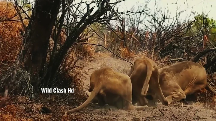 Lion vs Buffalo – Brutal Jungle Fight Caught on Camera!