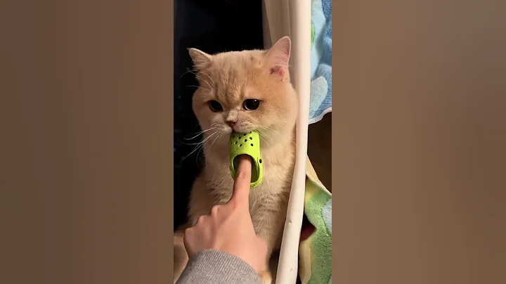dép xinh iu . Link mua ở cmt #toys #cute #cat #pets #shorts #short #video #shortvideo #feedshorts