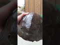 ヌマエラビルがしつこすぎる(ヌマエラビル取り) #shorts