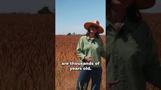 Out In The Field With Hayden Flour Mills