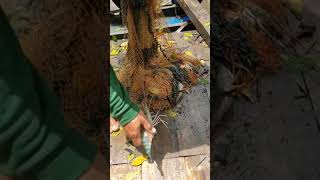 Download Lagu Rejeki tidak kemana,,, satu keluarga udang galah masuk ke jala.. MP3 Download Lagu Rejeki tidak kemana,,, satu keluarga udang galah masuk ke jala.. MP3