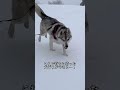 【予想外】シベリアンハスキーと念願の犬ぞりをしてみたら… #ハスキー犬