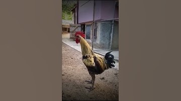 Thumbnail of Rooster Passes Out After an Extended Crow - Rooster Get's WASTED