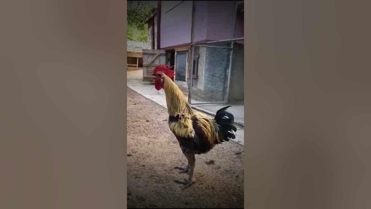 Rooster Passes Out After an Extended Crow - Rooster Get's WASTED