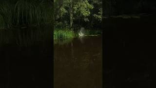 Beaver in my backyard river! Kayaking life is so awesome! Paddle Kayak Itiwit X500 Strenfit.