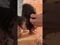 We think you have lice…