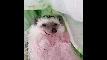 А чьи это лапки! Невероятно! Улыбчивый ежик!