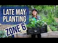What im planting in late may ohio zone 6