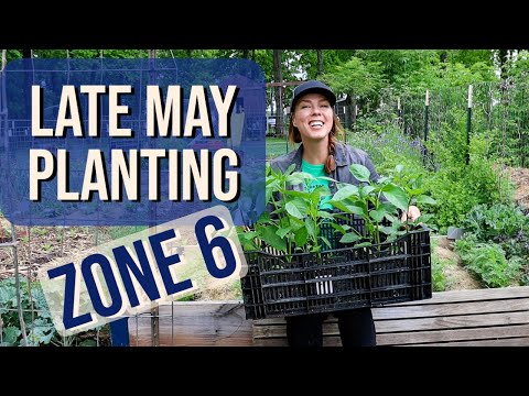 Videó: Kertészeti teendők listája: Tudjon meg többet az Ohio-i kertészetről májusban