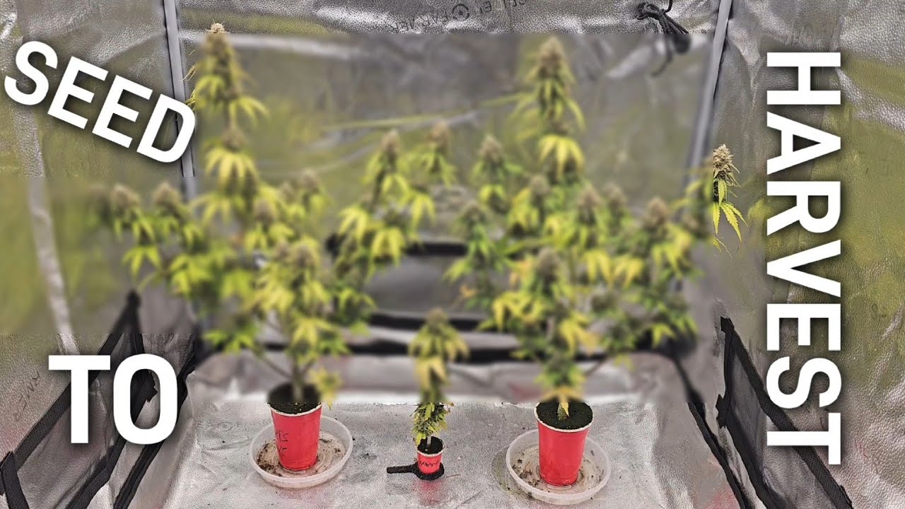 Complete Seed to Harvest Solo Cup Autoflower Grow, Spiderfarmer SE-5000