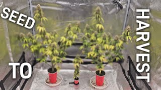 Complete Seed to Harvest Solo Cup Autoflower Grow, Spiderfarmer SE-5000