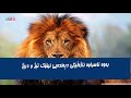 پاشای دارستان بناسە ئەم زانیاریانە ببینە لەبارەیەوە