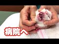 【保護猫】病院へ連れていきました