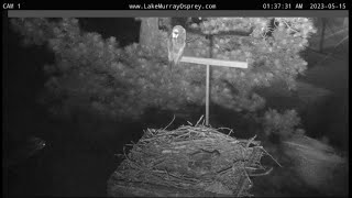 Lake Murray Osprey VIEWER DISCRETION ADVISED GHO preys on C1 26 days old 5-15-2023