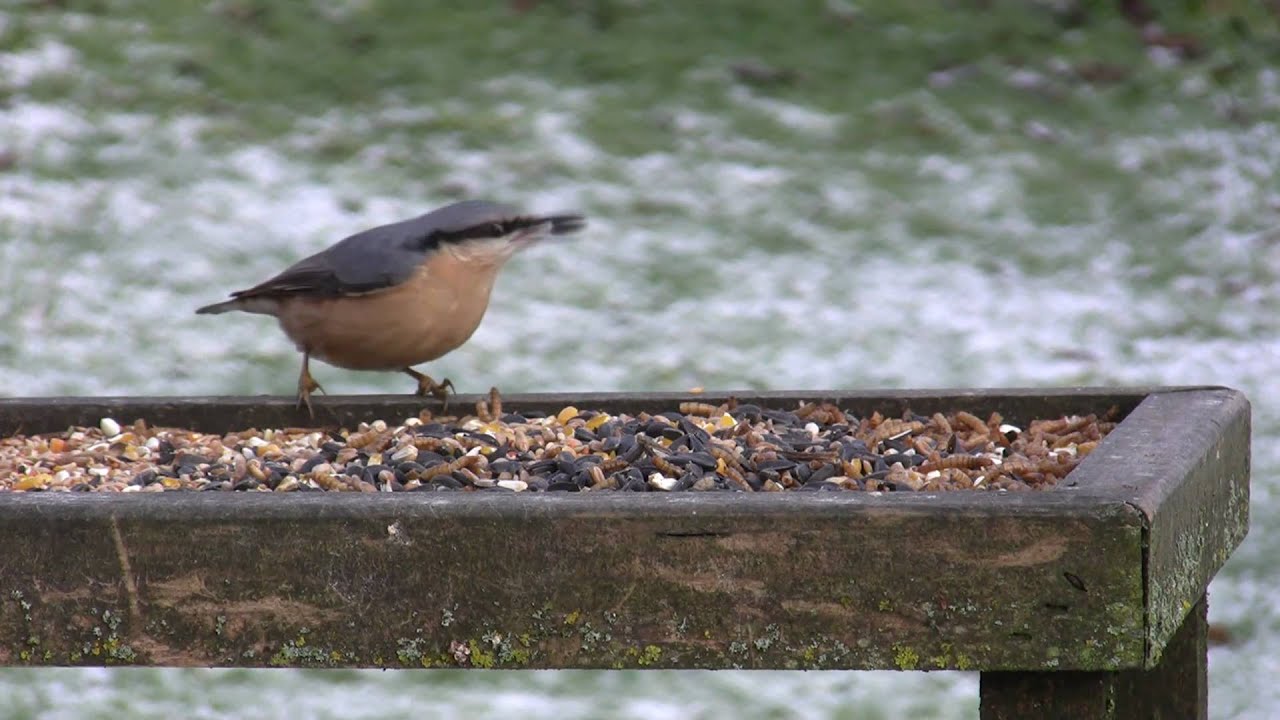 Garden birds feeding on bird table YouTube