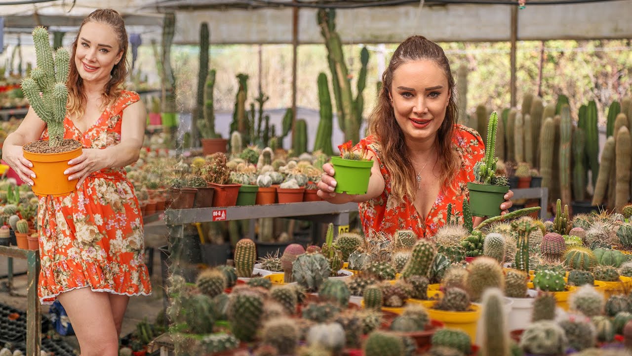 Ofis ortamından sıkılınca kaktüs üretimine başladı