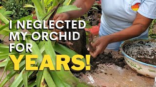 видео: Моя самая заброшенная, но огромная орхидея-башмачок | Размножение и пересадка моей орхидеи пафиоп... картинка: Моя самая заброшенная, но огромная орхидея-башмачок | Размножение и пересадка моей орхидеи пафиоп...