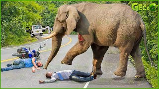 35 Moment Angry Elephant Charges At Cars And Tourists In A Frenzied R.ampage | Elephant Attack