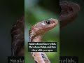 World snake day 6 interesting snake facts you probably didt know