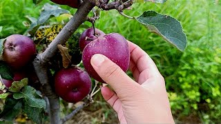 Organic Apple harvesting in Himachal Pradesh 🍎🍎ll Red apple ll organic Apple orchard ll