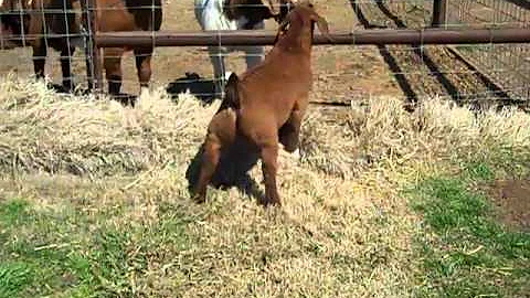 Razzle Dazzle Man Strutting His Stuff at Two Month...