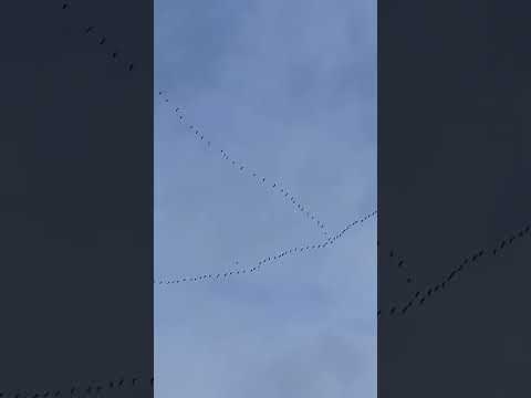 Vol de grues perturbé par un avion